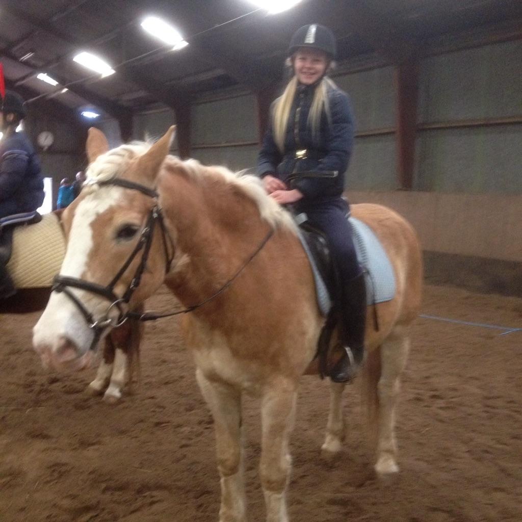 Haflinger Jupiter billede 10