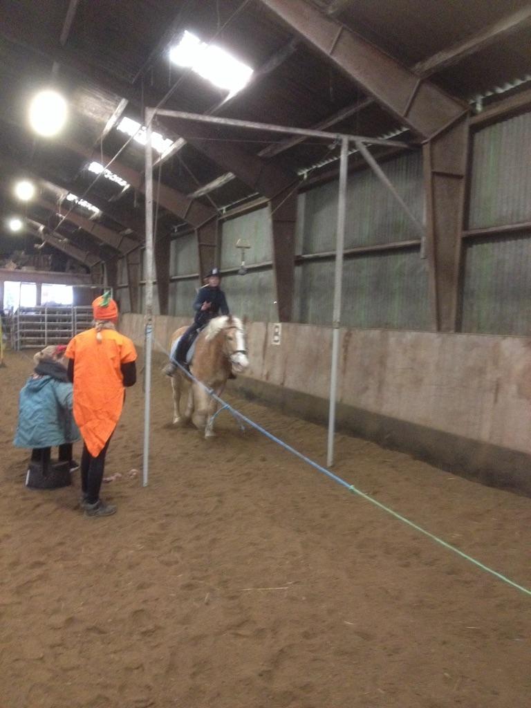 Haflinger Jupiter billede 11