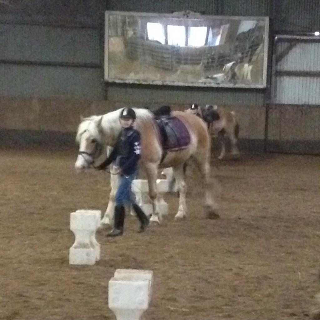 Haflinger Jupiter billede 12