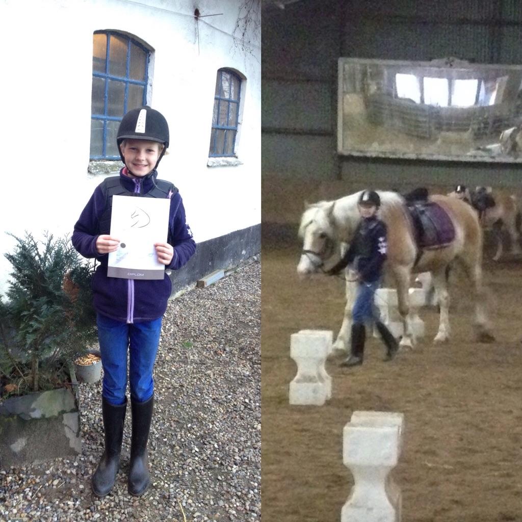 Haflinger Jupiter billede 13