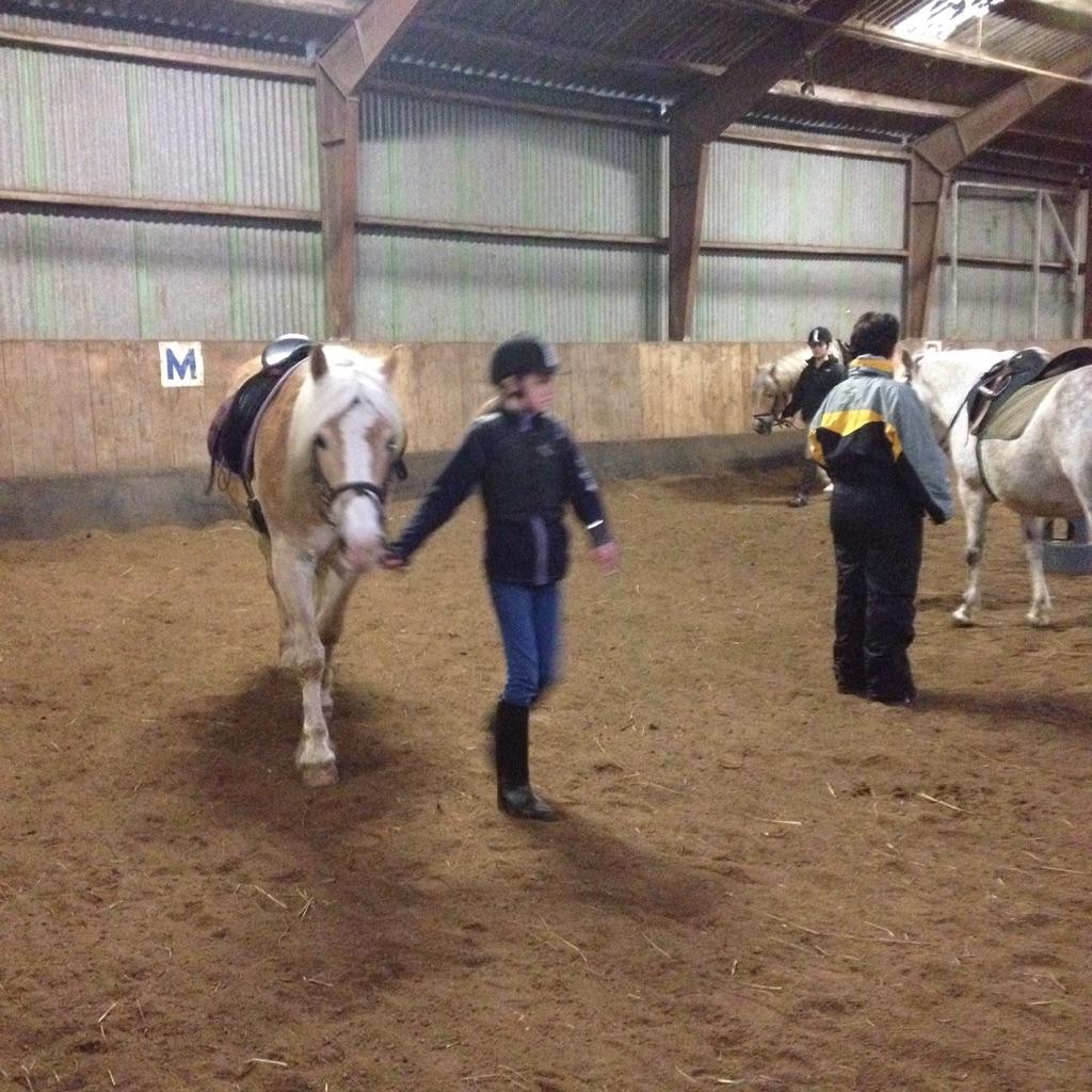 Haflinger Jupiter billede 14