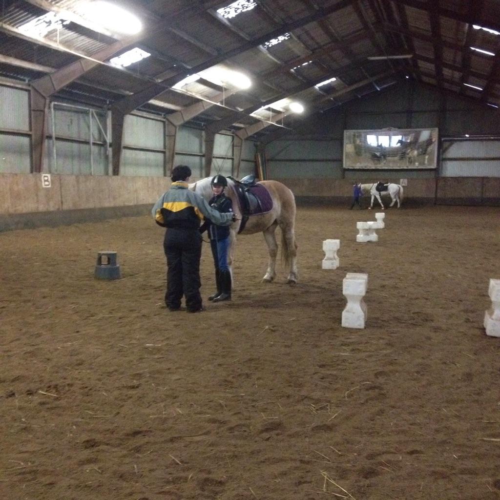 Haflinger Jupiter billede 15