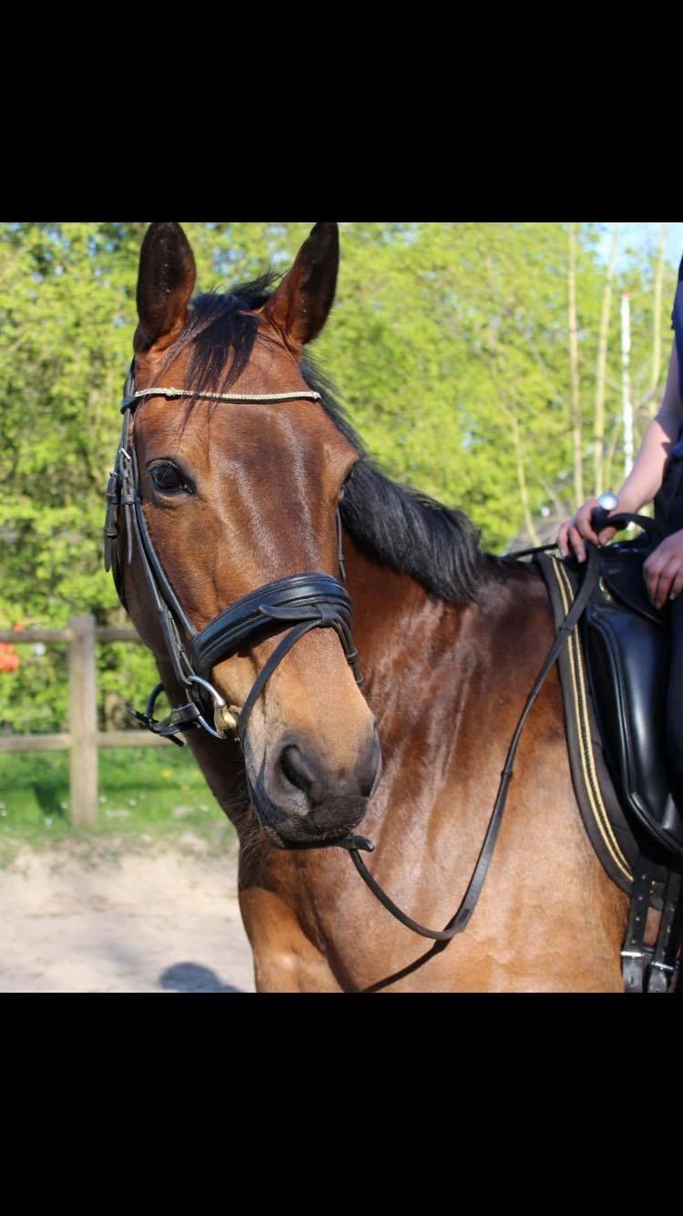 Anden særlig race Pjuske billede 15