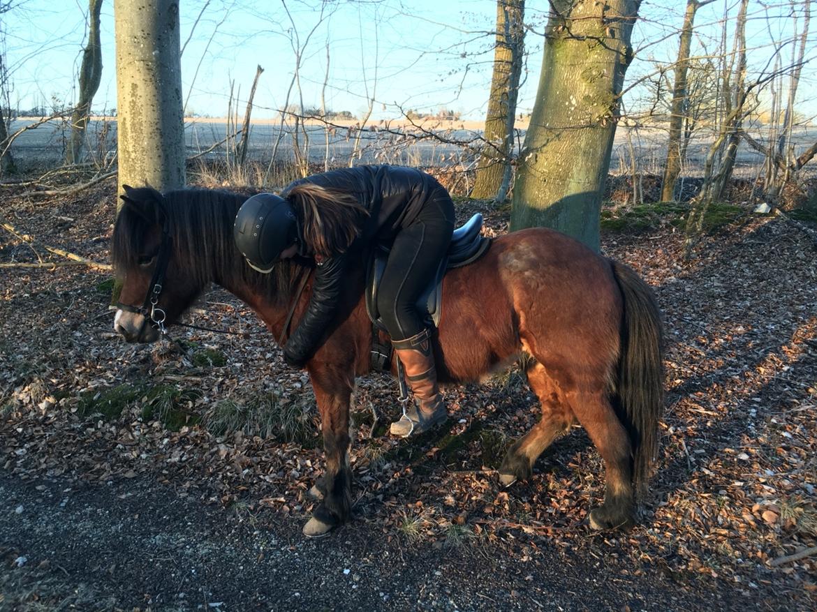 Islænder Fengur fra Næsbydale billede 14