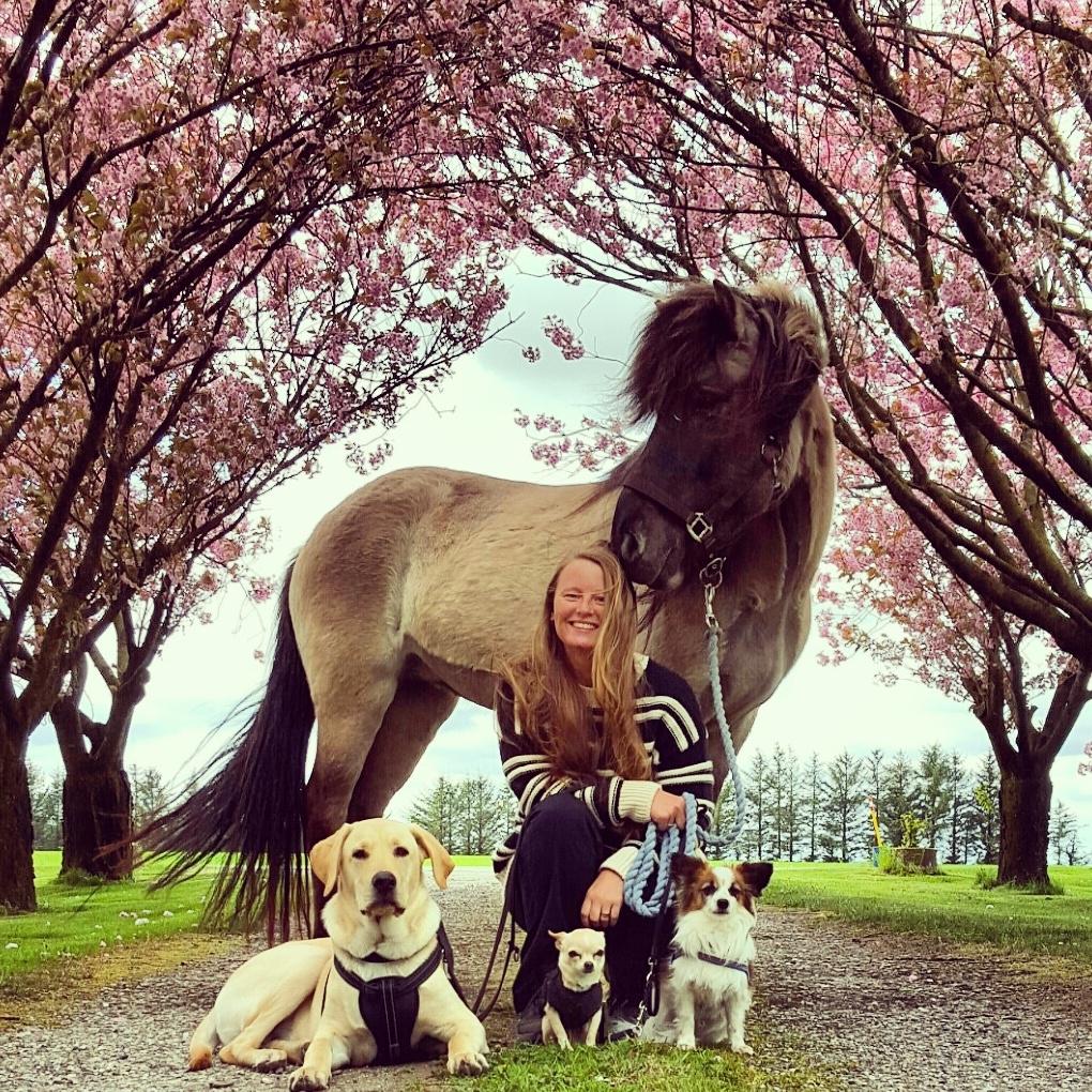 Islænder Sif frá Skarholt - 14/5-16 Med alle hundene og Sif billede 16