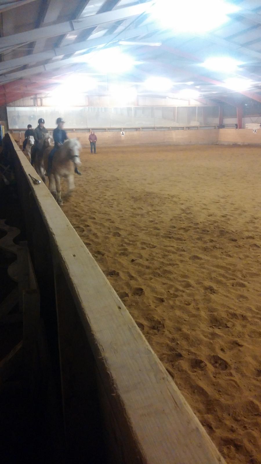 Haflinger Jupiter - hygge uden sadel billede 16