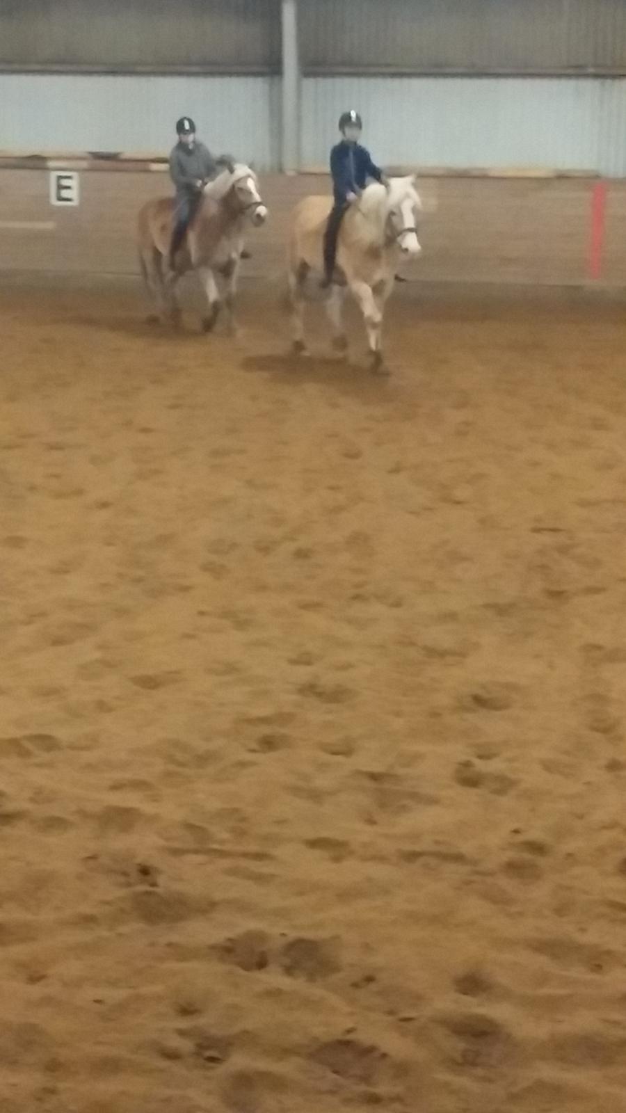 Haflinger Jupiter billede 17