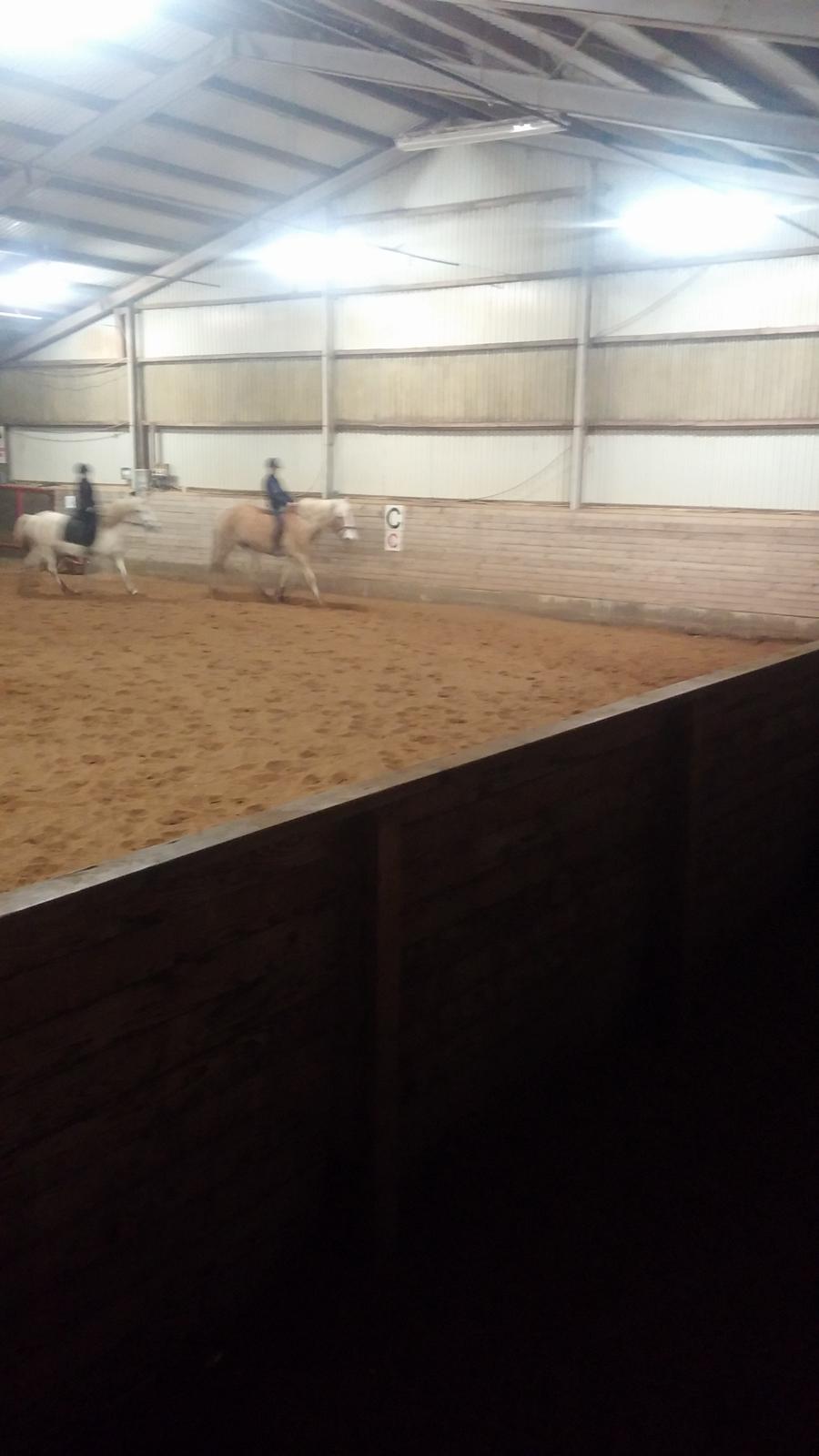 Haflinger Jupiter billede 18