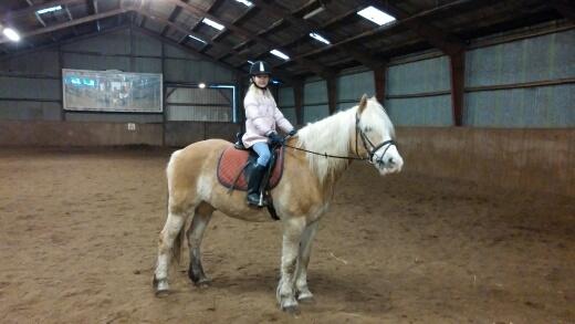 Haflinger Jupiter billede 19