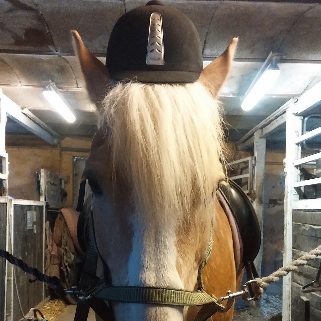 Haflinger Jupiter billede 20