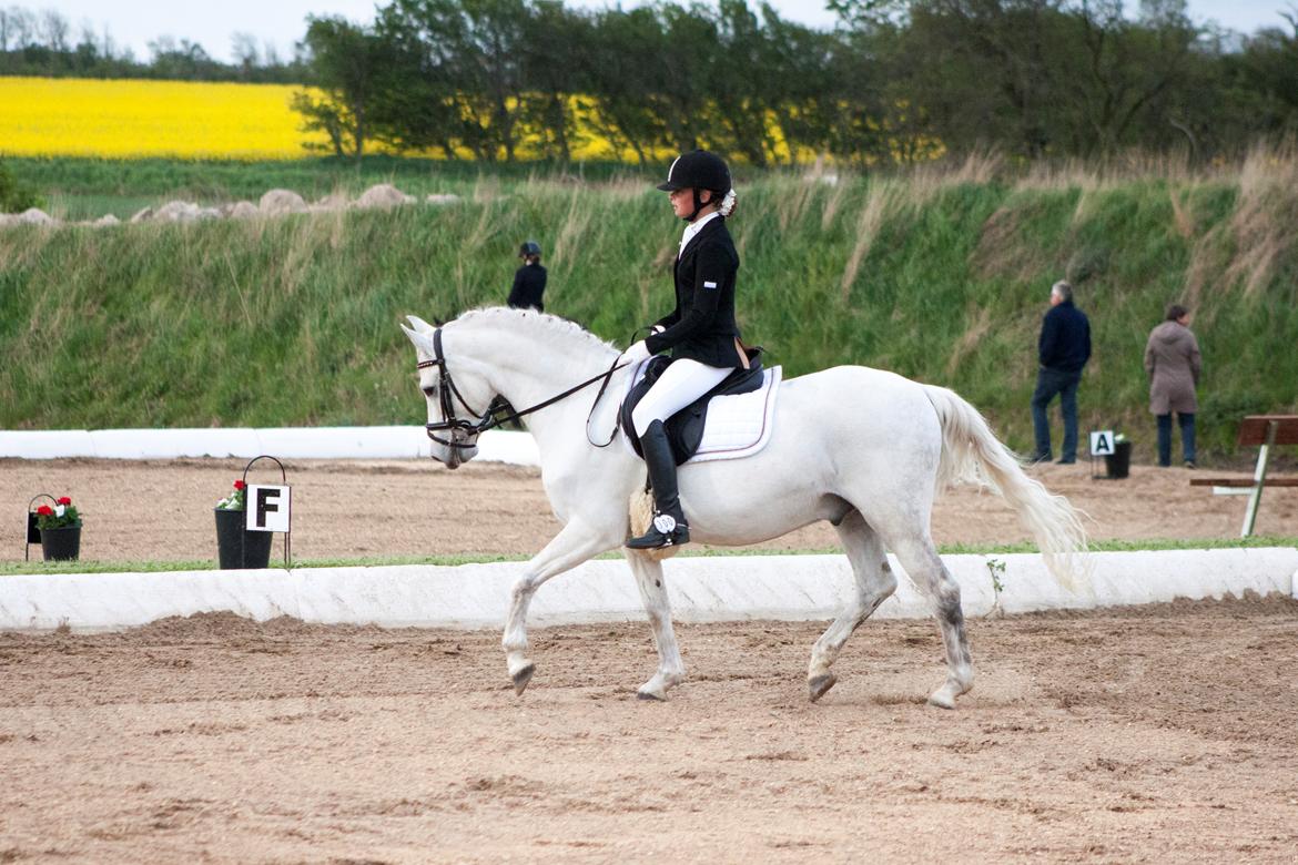 Welsh Pony (sec B) Bakkegaarden's Oliver - Søde Oliver og hans rytter Emma, her til deres første C-stævne 14/5-2016 billede 6