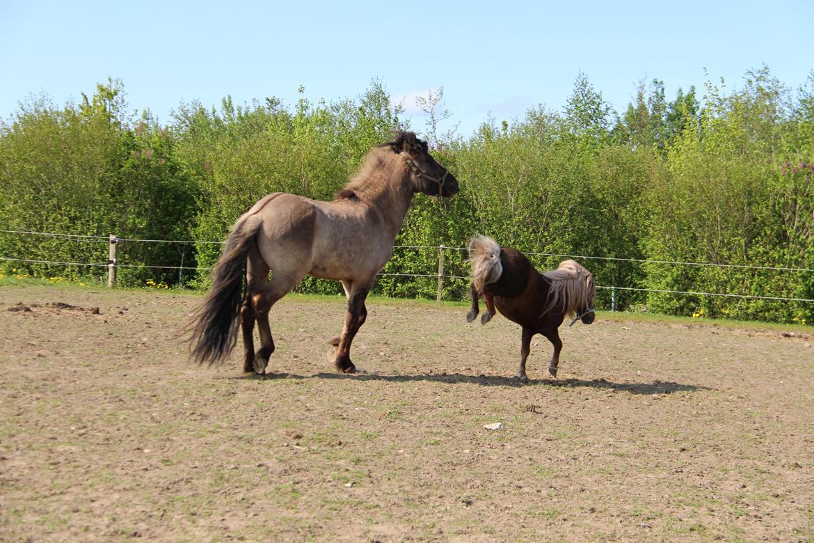 Dansk Miniature Mr. Swing King billede 11