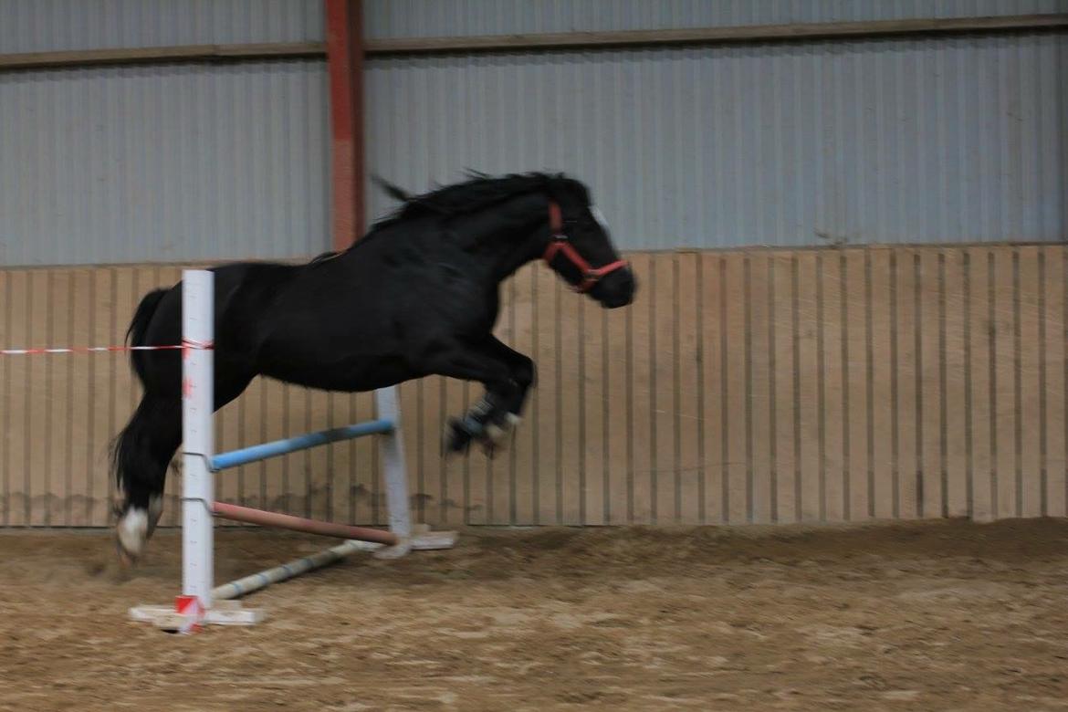 Anden særlig race Pippi [ tidligere hest ].  billede 10