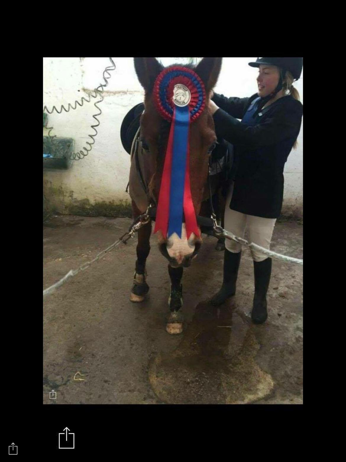 Anden særlig race Pepsi - Fejlfrie i LE jubiiii😎 billede 12