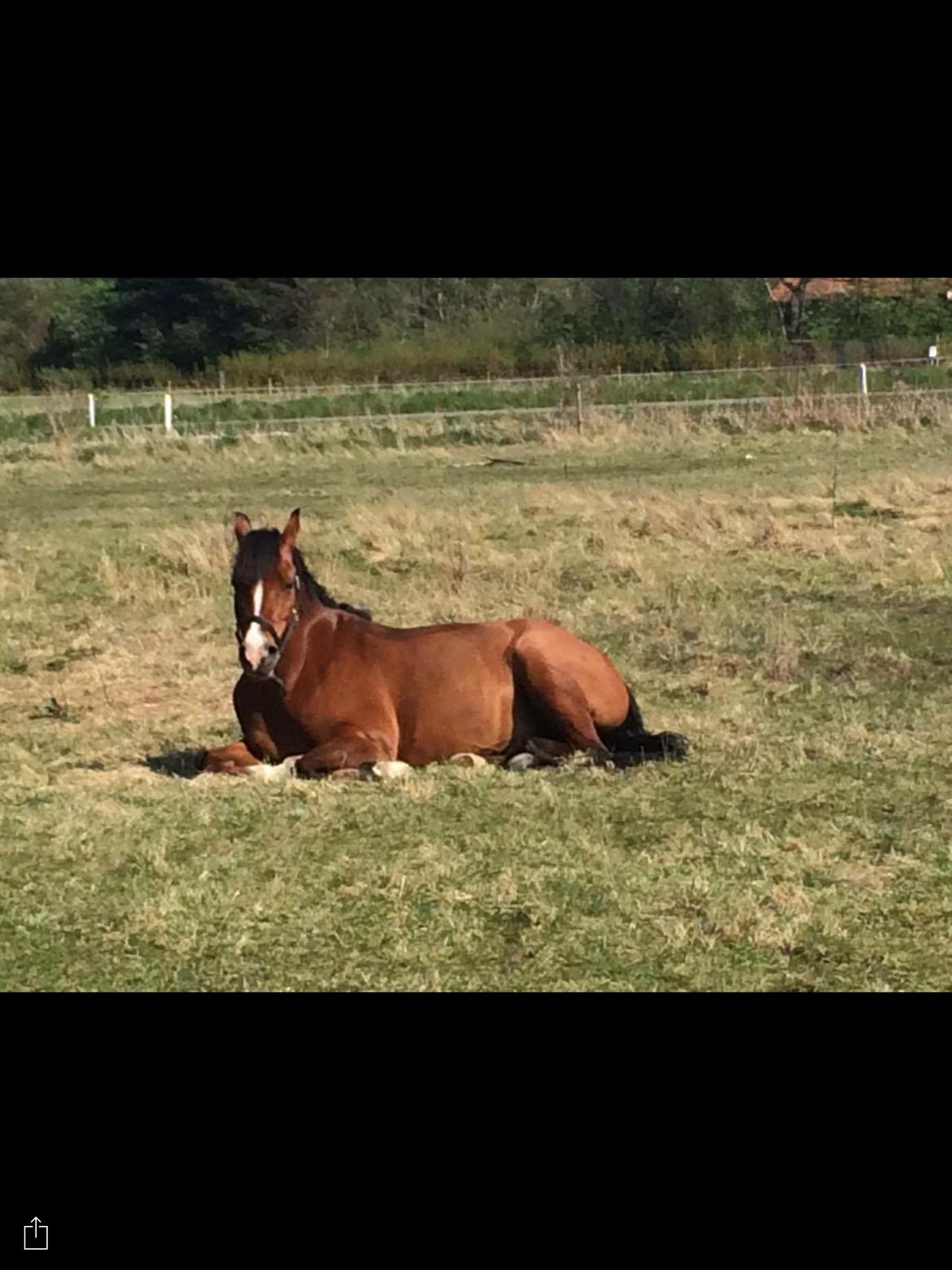Anden særlig race Pepsi - Pony når man skal til springtræning😂 billede 15