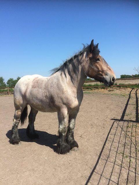 Belgier Dharma af skelmosegaard billede 1
