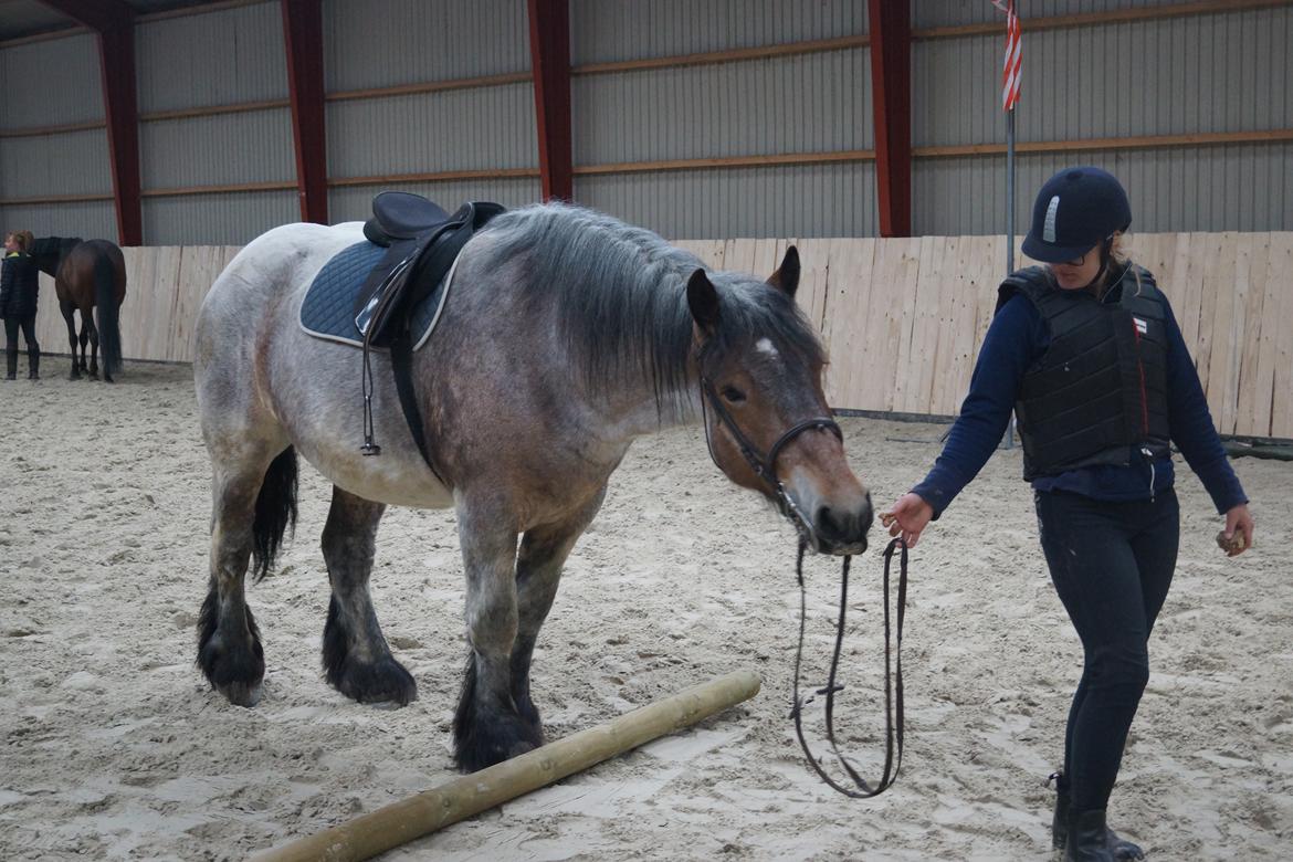 Belgier Dharma af skelmosegaard - Til miljøtræning billede 2