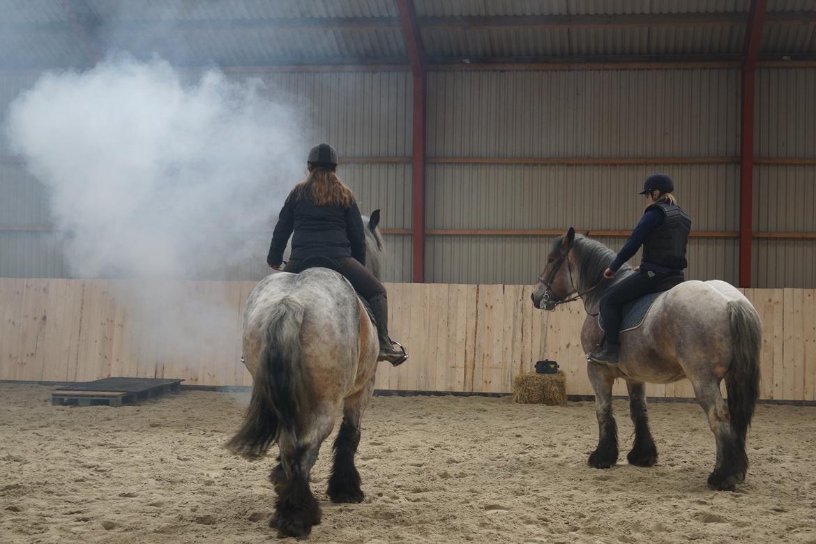 Belgier Dharma af skelmosegaard - Til miljøtræning, 7 gang jeg er på ryggen af hende billede 3