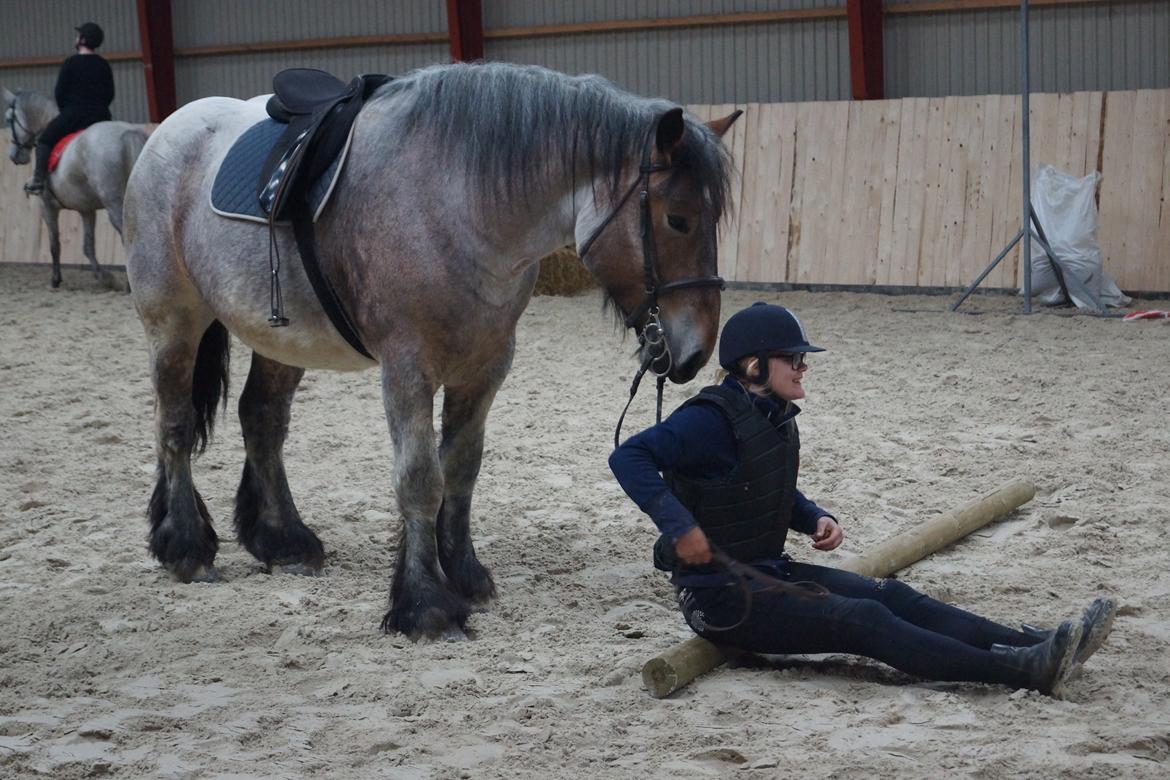 Belgier Dharma af skelmosegaard - Miljøtræning billede 4