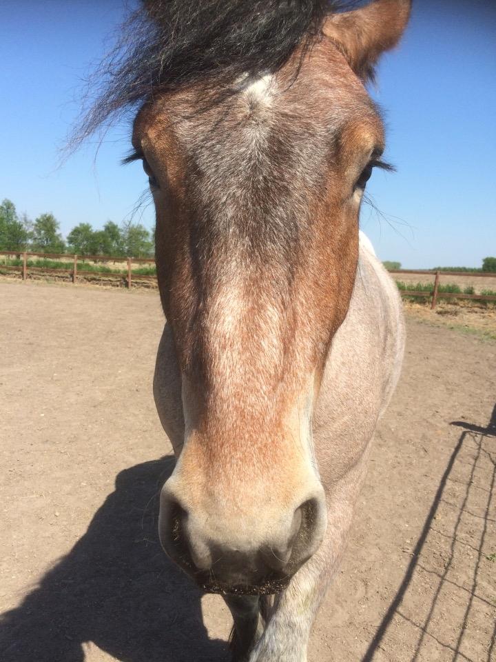 Belgier Dharma af skelmosegaard - Baby fjæs billede 5