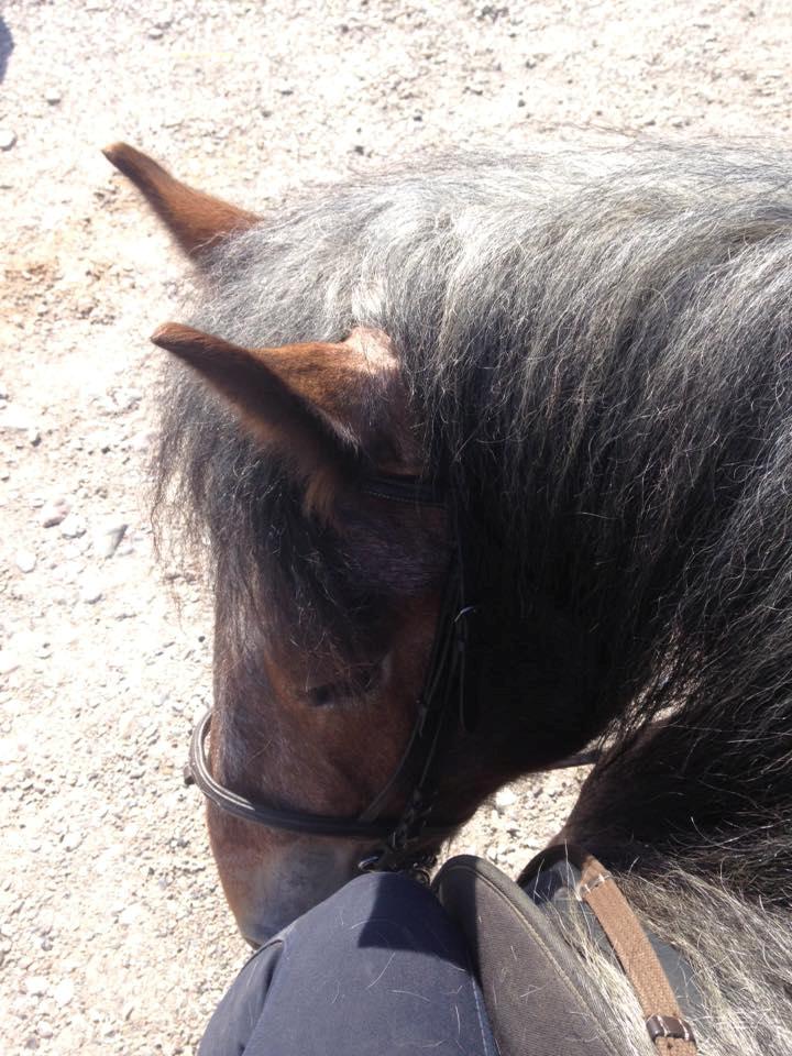 Belgier Dharma af skelmosegaard billede 6