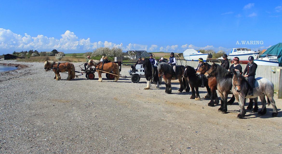 Belgier Dharma af skelmosegaard - Koldblodstræf på Reersø, her er jeg 6 gang på ryggen af hende - hendes 1 tur med rytter, 2 ridetur uden for banen. billede 7