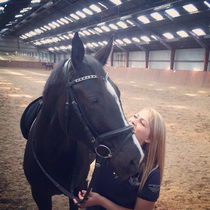 Trakehner Belle noir billede 13