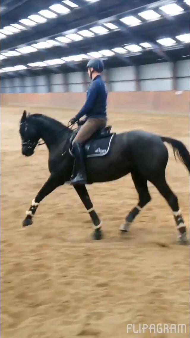 Trakehner Belle noir billede 19