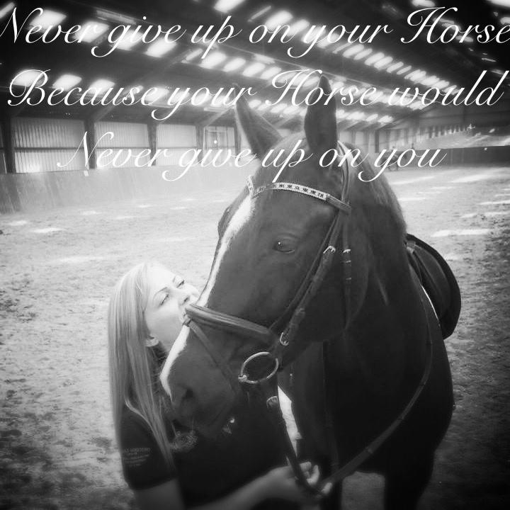 Trakehner Belle noir billede 16