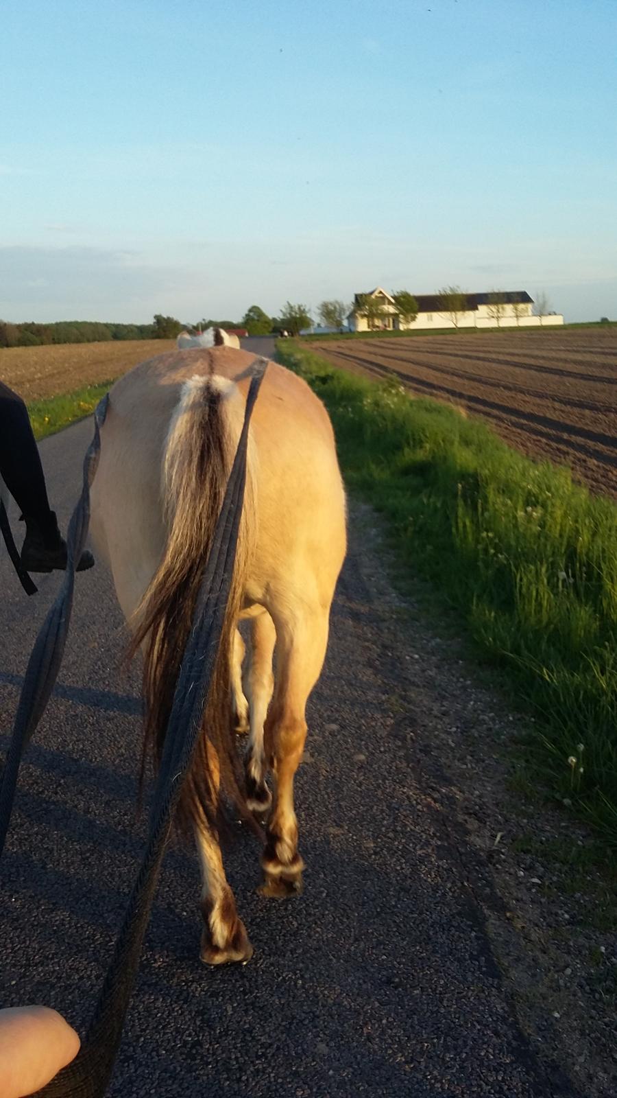 Fjordhest Emma  (himmelhest)  billede 6