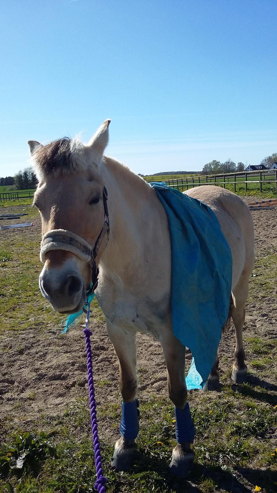 Fjordhest Emma  (himmelhest)  billede 4