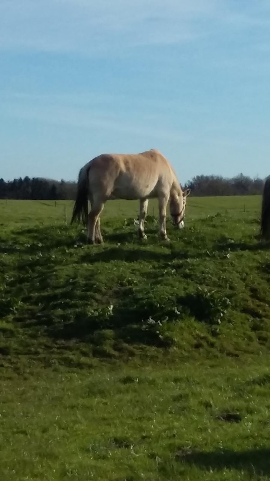 Fjordhest Emma  (himmelhest)  billede 8