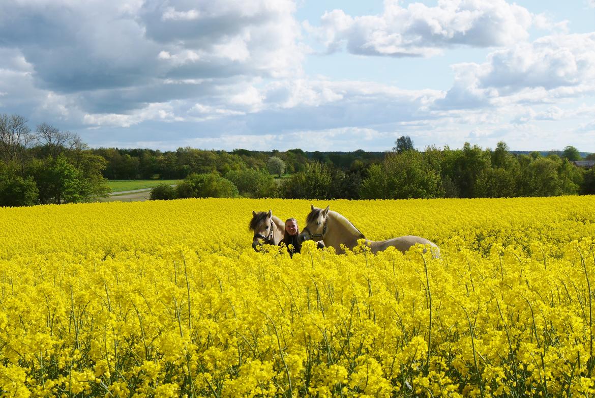 Fjordhest Tornhøjs hector - Maj 2016 - Hector og Saga billede 6
