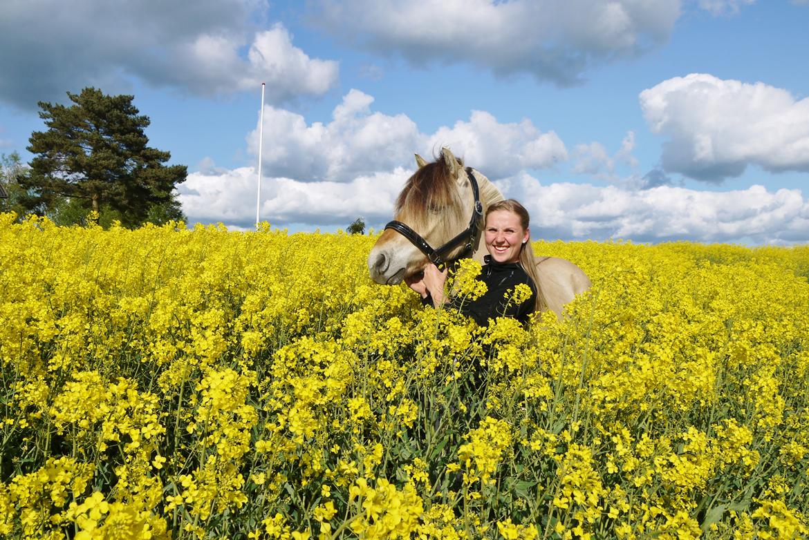 Fjordhest Tornhøjs hector - Maj 2016 billede 7
