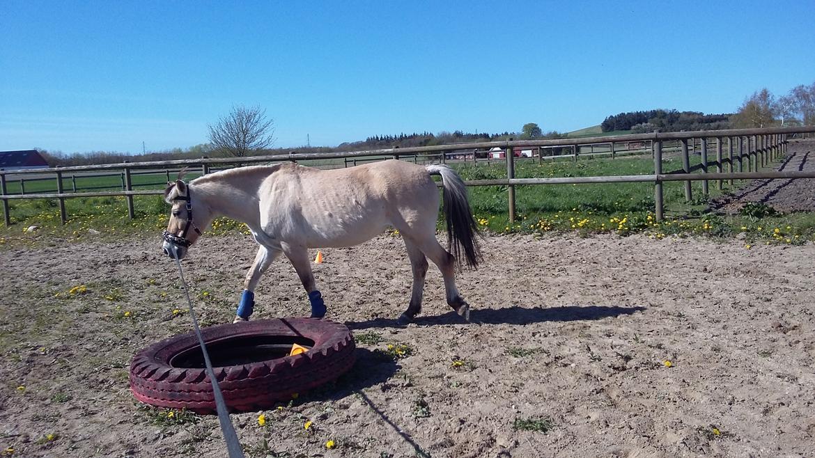 Fjordhest Emma  (himmelhest)  billede 7