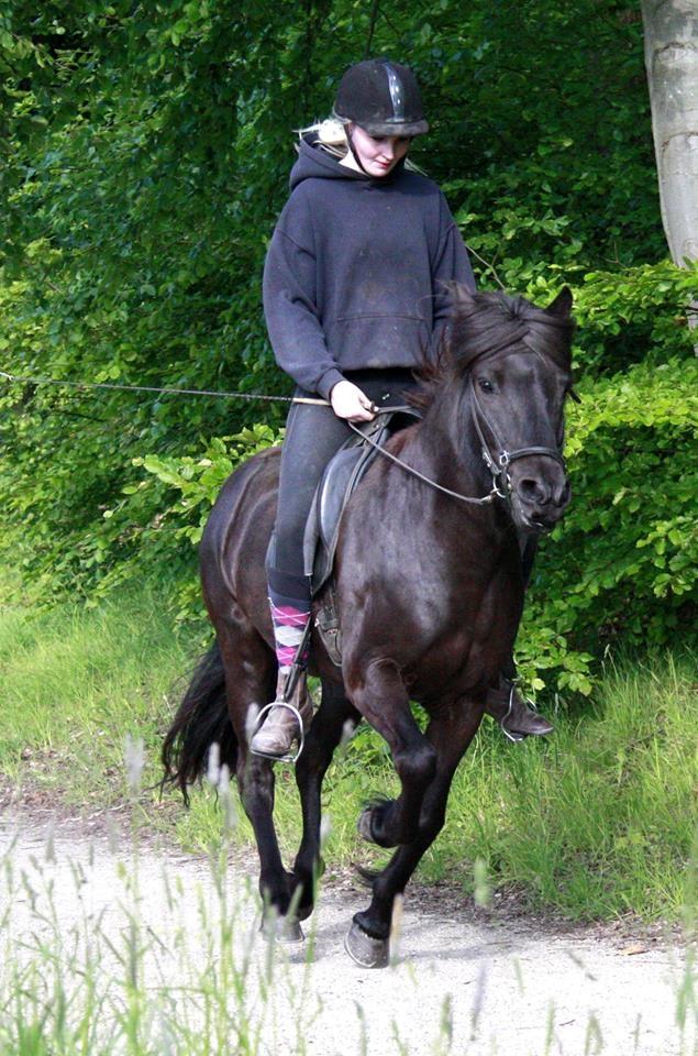 Islænder Pertla billede 2