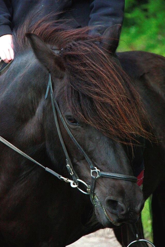 Islænder Pertla billede 1