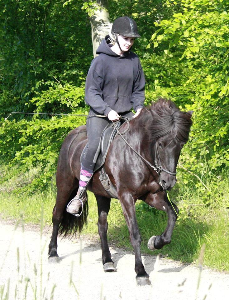 Islænder Pertla billede 4