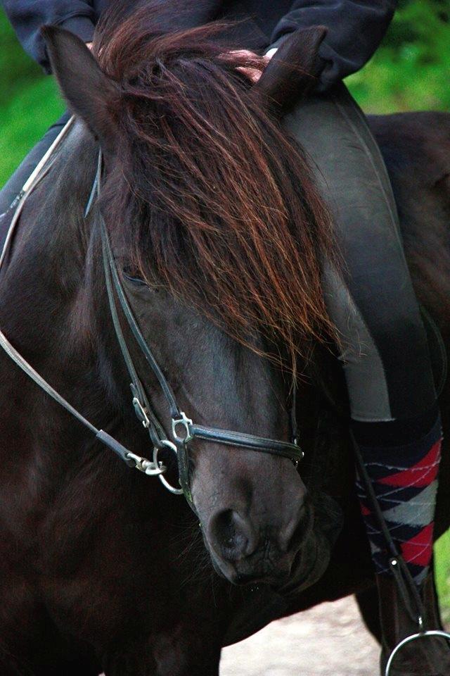 Islænder Pertla billede 14