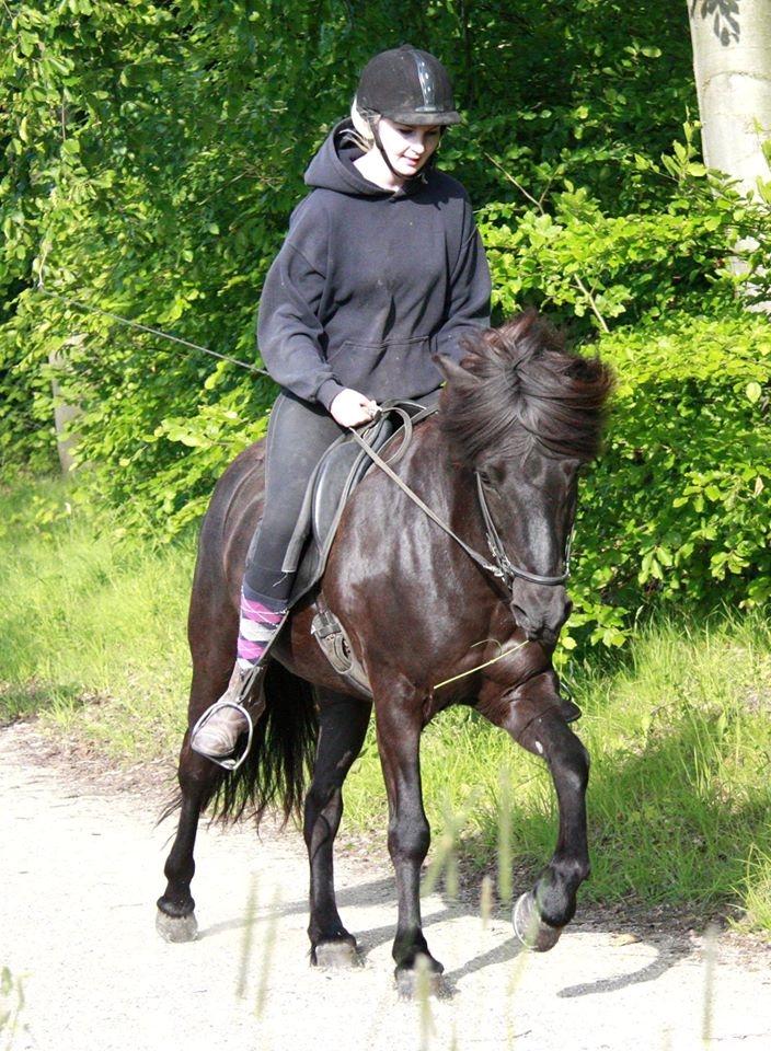 Islænder Pertla billede 9