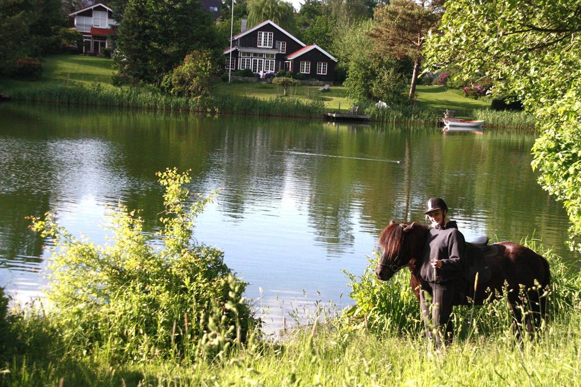 Islænder Pertla billede 16