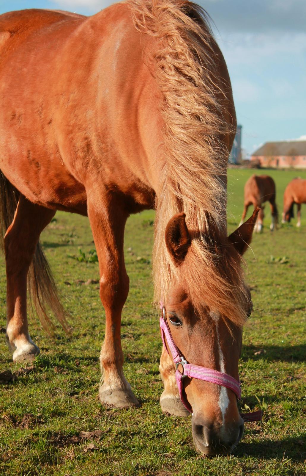 Anden særlig race Fanny billede 5