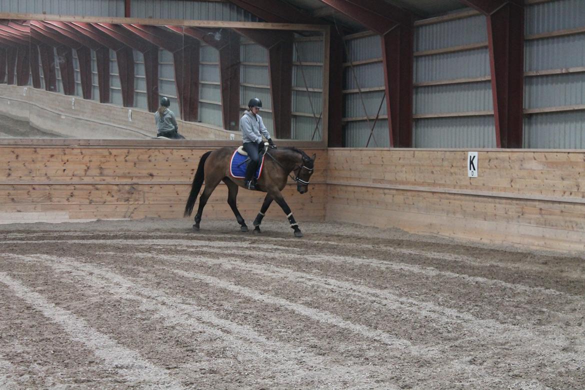 Oldenborg Ayla billede 9