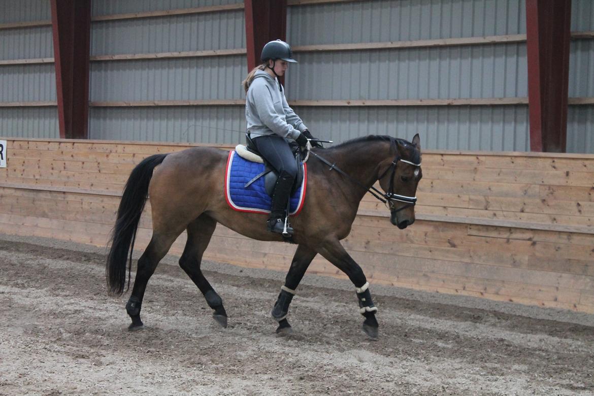 Oldenborg Ayla billede 16