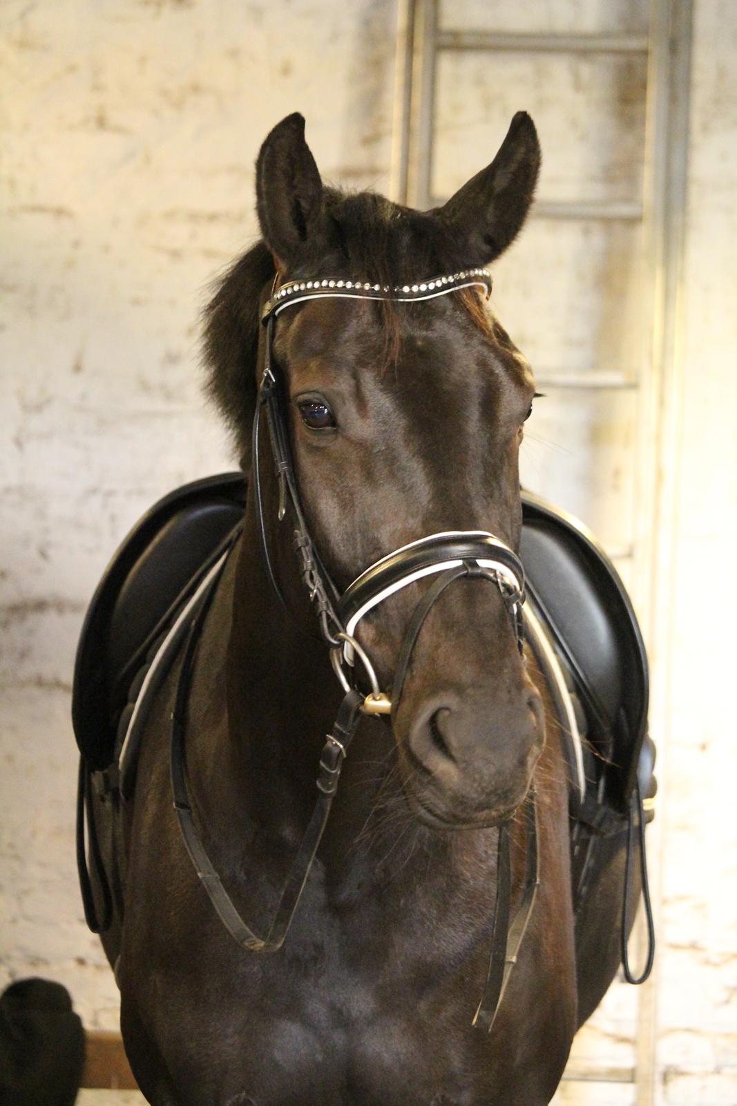 Dansk Varmblod Stald Højgårds Libella billede 10