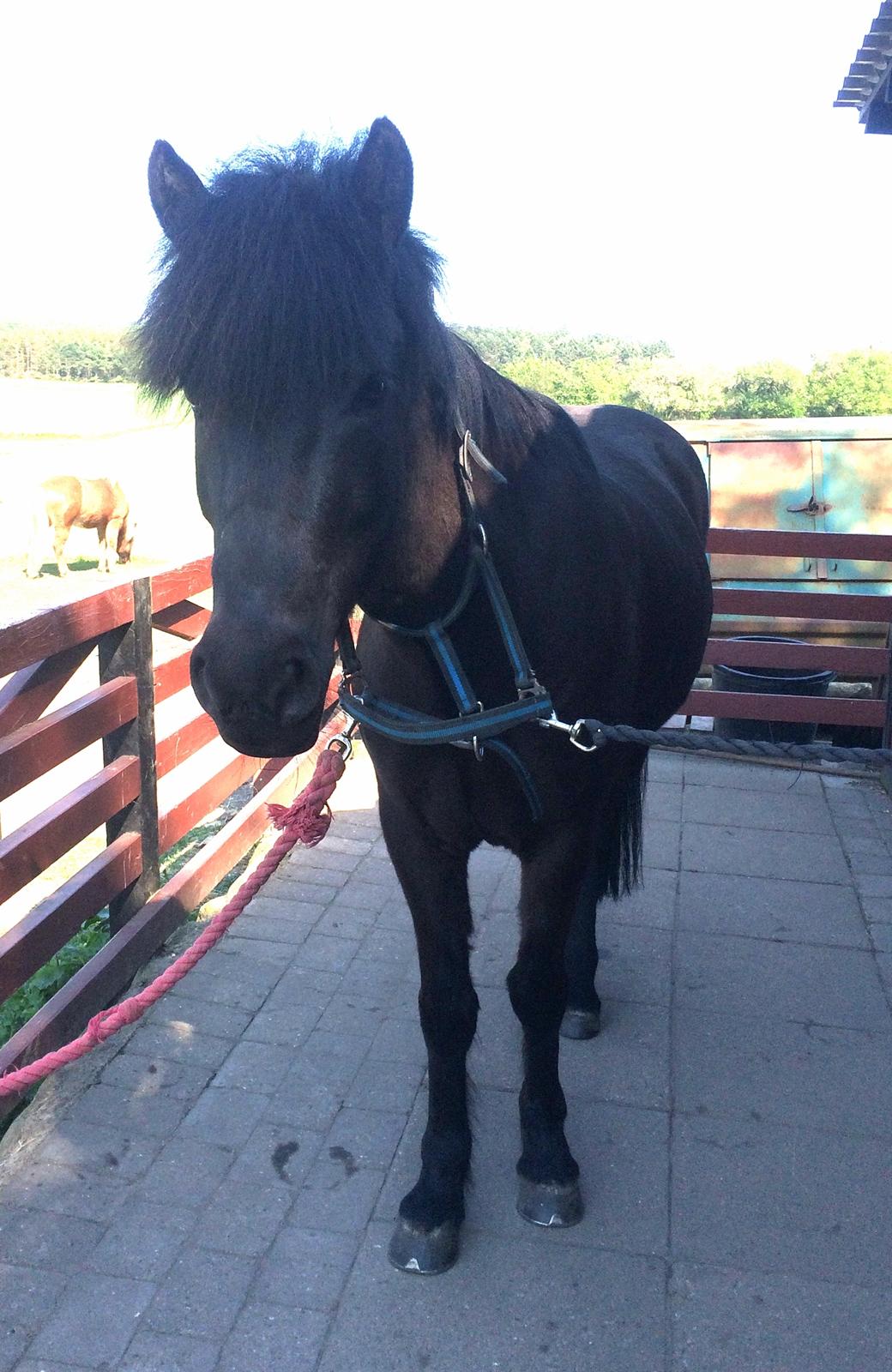 Islænder Flóra billede 15