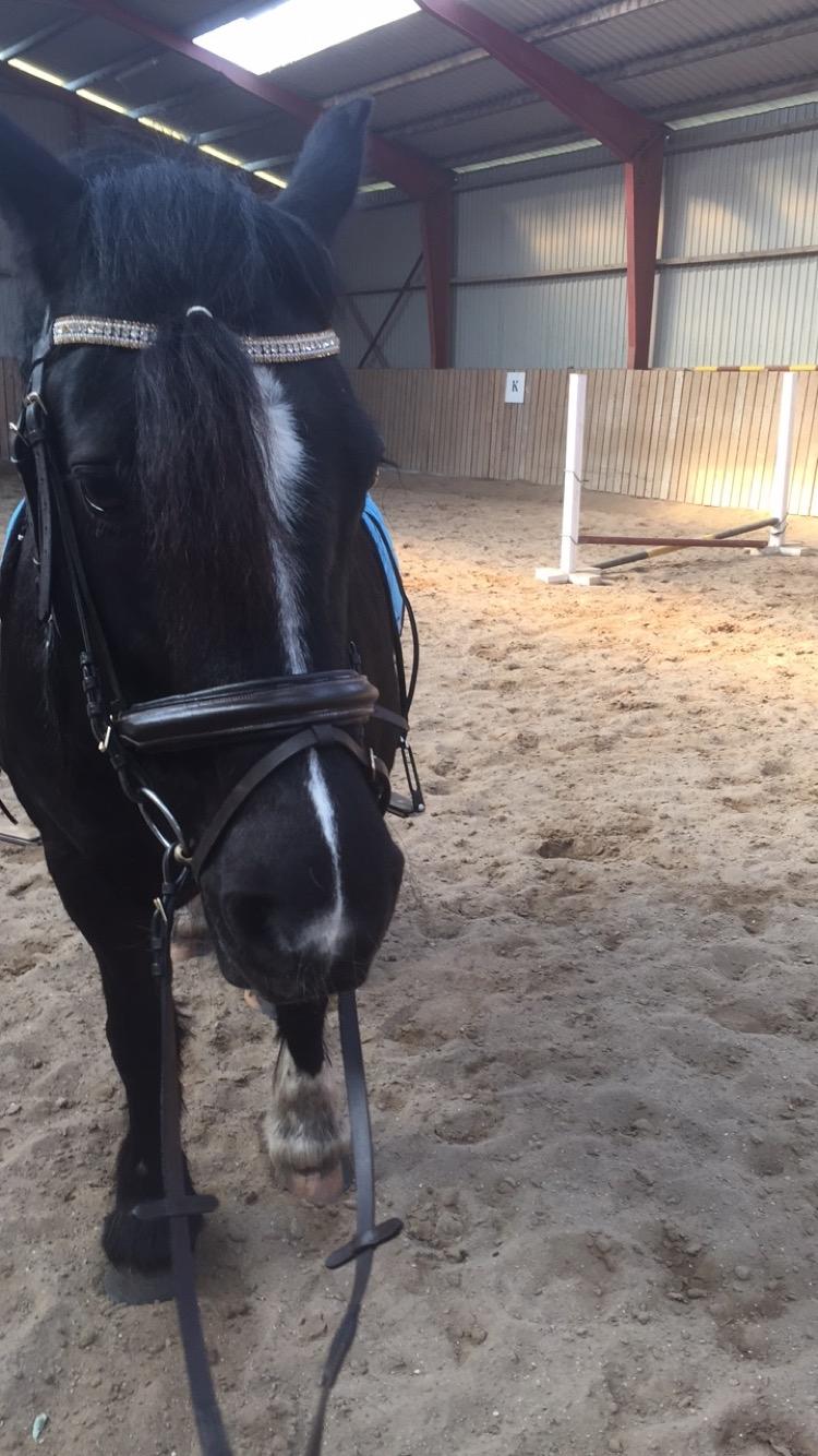 Anden særlig race Pippi [ tidligere hest ].  billede 11