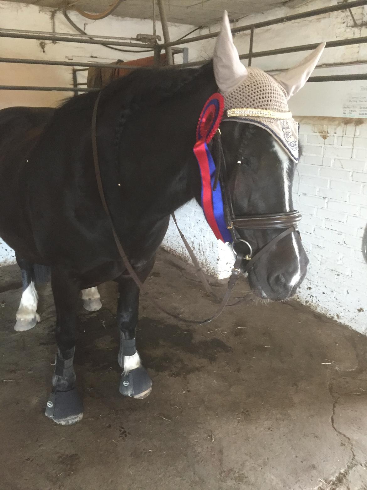 Anden særlig race Pippi [ tidligere hest ].  billede 9