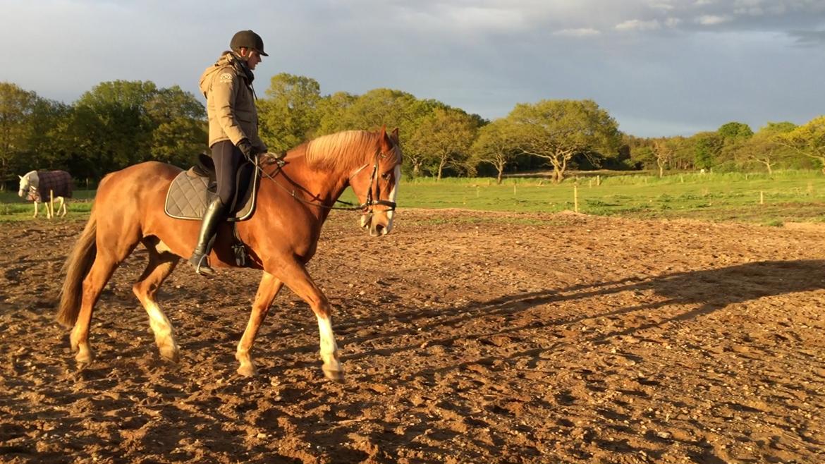 Engelsk Varmblod Edward billede 14