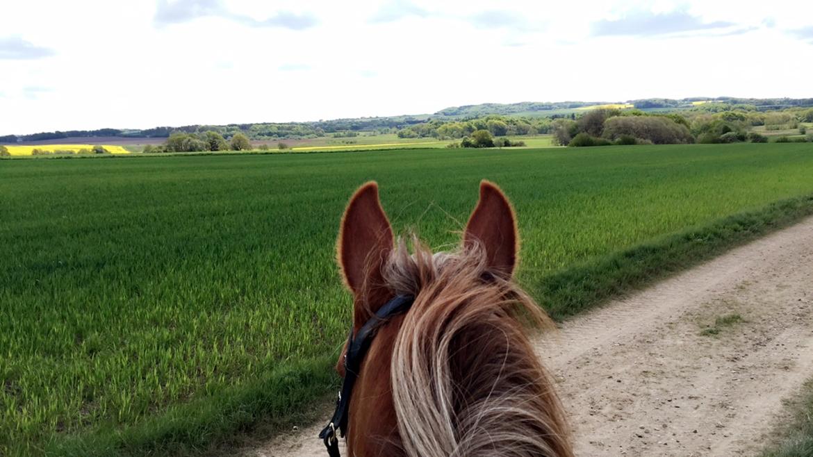 Engelsk Varmblod Edward billede 12